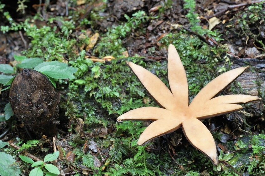 Khi chưa nở, nấm xì gà của quỷ có hình dáng giống như một điếu xì gà màu nâu. Ảnh goo.