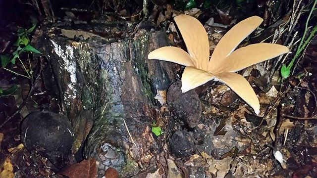 Khi nở, nấm xì gà của quỷ lại có hình ngôi sao màu nâu vàng, phía dưới cánh nấm có dạng xù xì như thuốc lào. Ảnh cdninstagram.