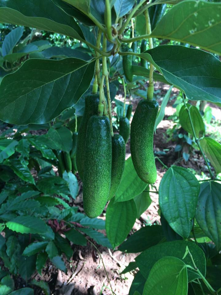 Vùng đồng bào Ede tại Cu'gar tỉnh Đắk Lắk chính là nơi đầu tiên phát hiện ra giống bơ không hạt kỳ lạ này. Ảnh hoaquataynguyen.