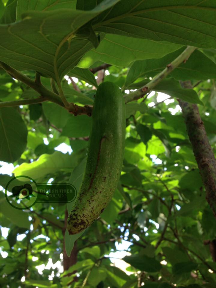 Nhược điểm của giống bơ không hạt này là cho năng suất thấp, sản lượng ít và khi chín thì rất mau hỏng. Ảnh caytrongthuanthien.