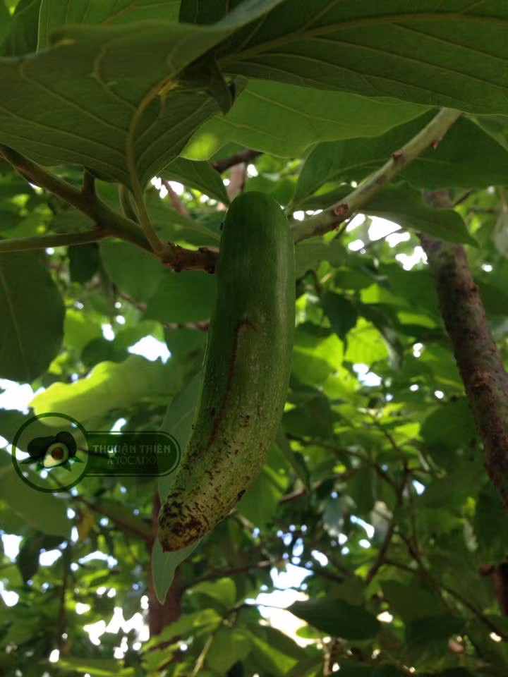 Nhược điểm của giống bơ không hạt này là cho năng suất thấp, sản lượng ít và khi chín thì rất mau hỏng. Ảnh caytrongthuanthien.