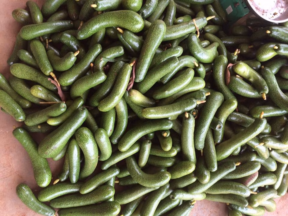 Bơ không hạt có hình dáng thuôn dài, nhỏ với trọng lượng trung bình từ 100g - 300g/quả. Điều đặc biệt của giống bơ không hạt này chính là quả càng nhỏ thì càng không có hạt. Ảnh hoaquataynguyen.