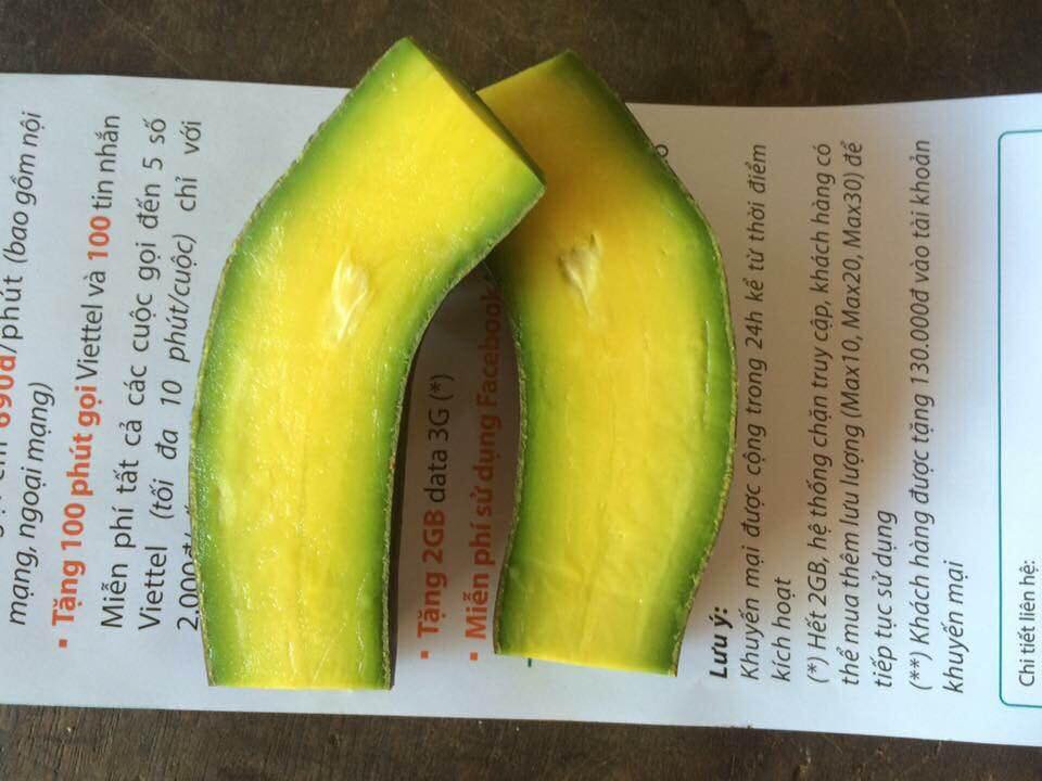 Thoạt nhìn, bơ không hạt trông khá giống quả dưa chuột. Ảnh hoaquataynguyen.