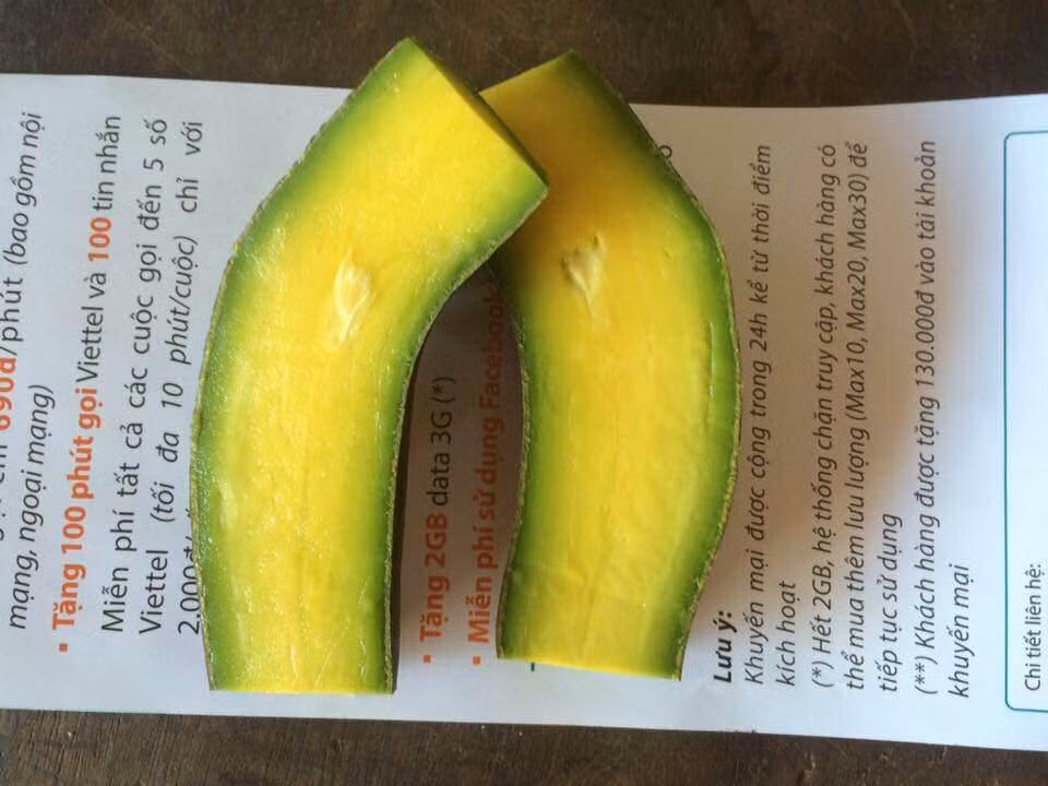 Thoạt nhìn, bơ không hạt trông khá giống quả dưa chuột. Ảnh hoaquataynguyen.