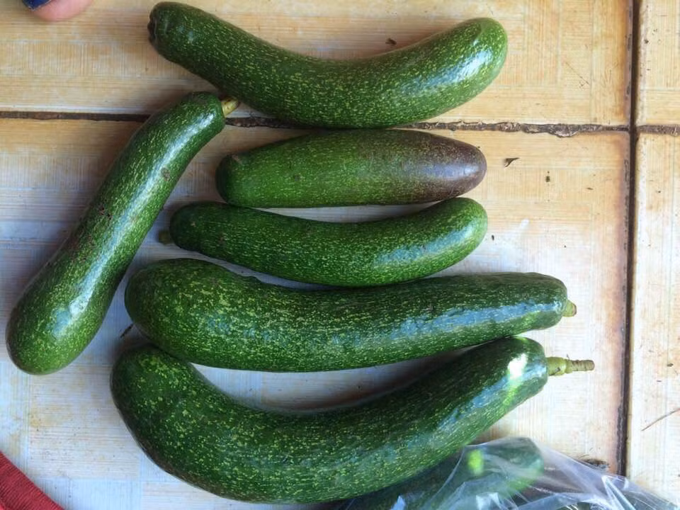 Bơ không hạt ăn có vị đậm, dẻo, thơm ngậy giống như giống bơ 034 nổi tiếng. Ảnh hoaquataynguyen.