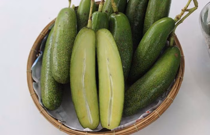 Thời điểm thu hoạch bơ không hạt là vào cuối tháng 6 âm lịch hàng năm - muộn hơn nhiều so với các loại bơ khác. Ảnh caygiongbo.