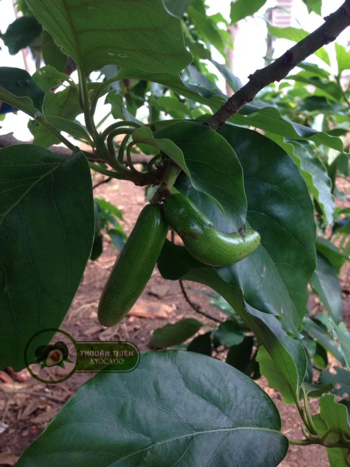 Giống bơ không hạt này phù hợp trồng ở các vùng đất Tây Nguyên của nước ta. Ảnh caytrongthuanthien.