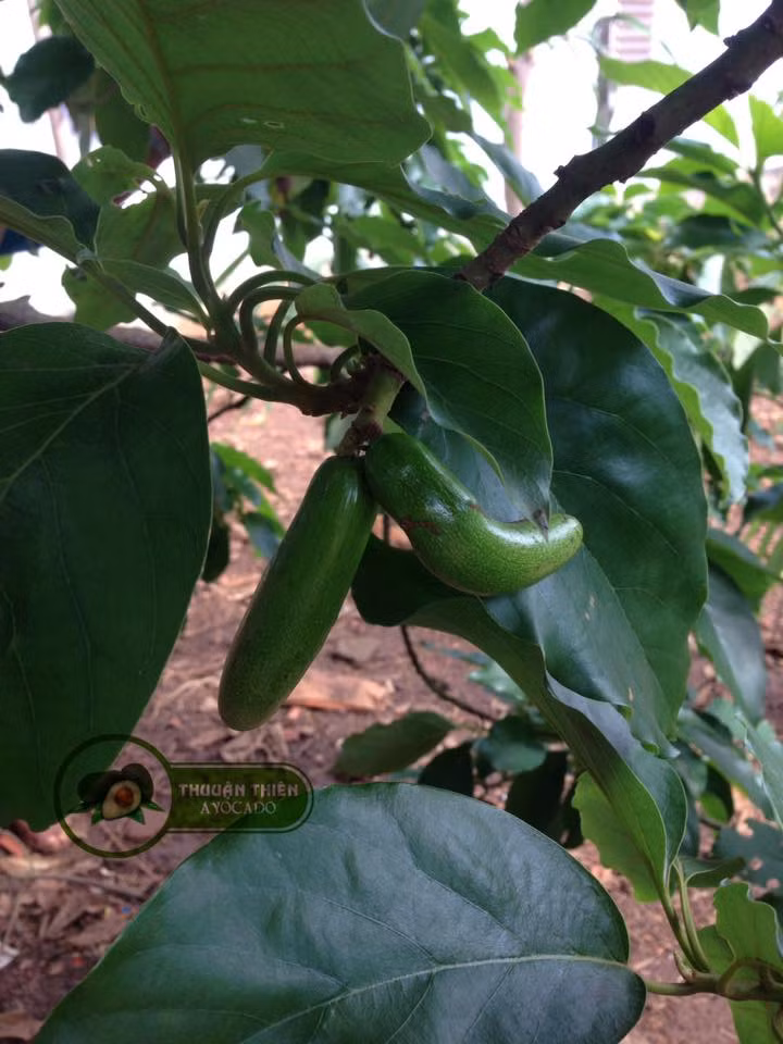 Giống bơ không hạt này phù hợp trồng ở các vùng đất Tây Nguyên của nước ta. Ảnh caytrongthuanthien.