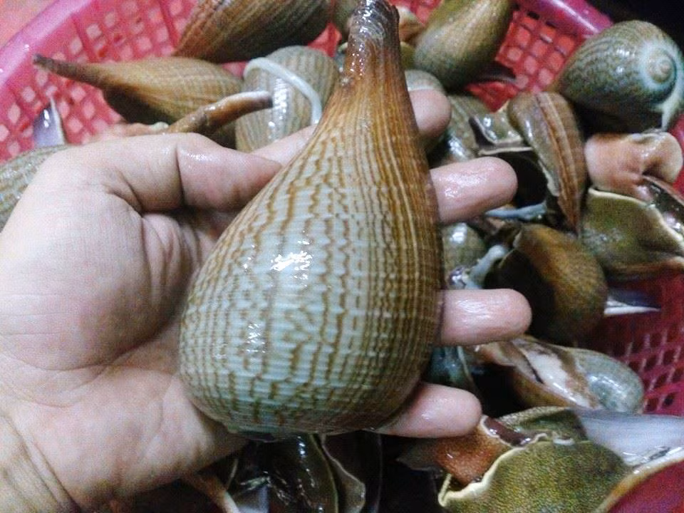 Ngoài ra, ốc muỗng còn có tên gọi khác là ốc súng do hình dáng ốc tương tự nụ hoa súng hay khẩu súng. Ảnh facebook