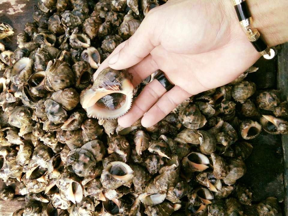 Mùa vụ khai thác ốc gừng kéo dài từ tháng 3 đến tháng 8 hàng năm nhưng thịt ốc săn giòn và thơm ngon nhất vào thời điểm giữa hạ. Ảnh haisantuoisachbienhoa.