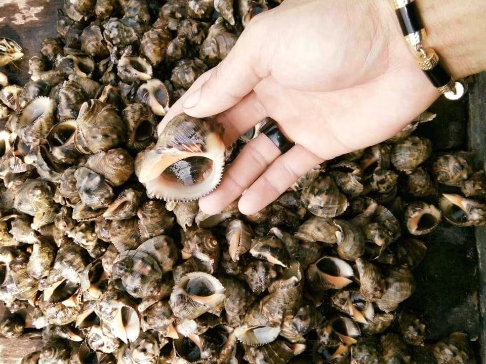 Mùa vụ khai thác ốc gừng kéo dài từ tháng 3 đến tháng 8 hàng năm nhưng thịt ốc săn giòn và thơm ngon nhất vào thời điểm giữa hạ. Ảnh haisantuoisachbienhoa.