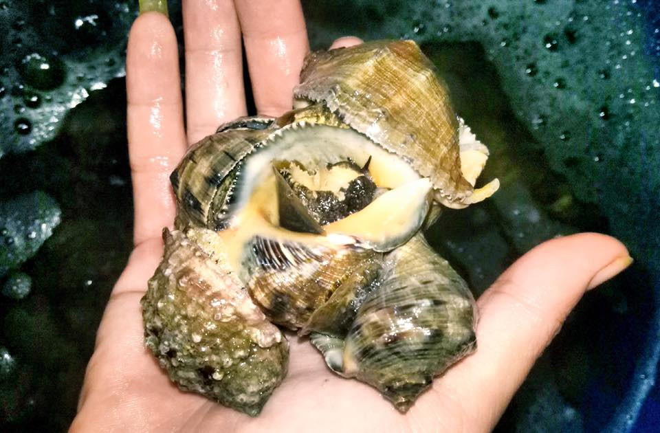 Ốc gừng phân bố ở vùng biển thuộc tỉnh Quảng Ngãi, trong đó tập trung nhiều nhất ở vùng biển xã Phổ Vinh, huyện Đức Phổ. Ảnh haisantuoisachbienhoa.