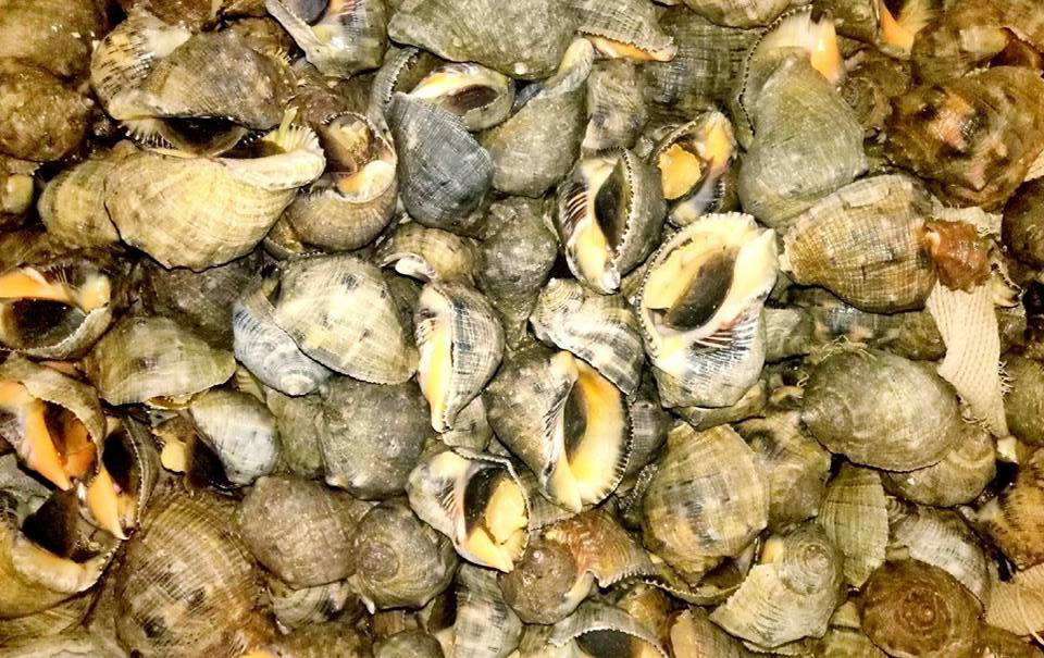 Để bắt được ốc gừng, ngư dân phải đeo kính lặn và gỡ từng con ốc bám trên các hang đá. Ảnh haisantuoisachbienhoa.