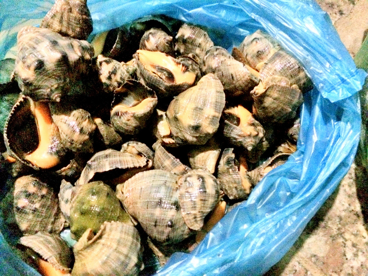 Thịt ốc gừng giòn, vị ngọt, có tính hàn, mang hương vị mặn mòi của biển. Ảnh haisantuoisachbienhoa.