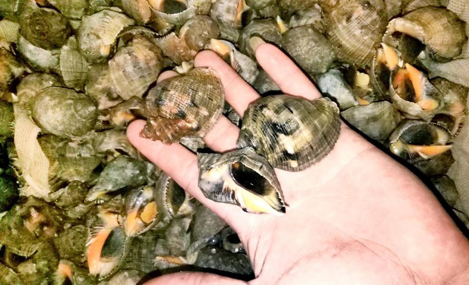 Trước khi chế biến, ốc gừng được ngâm vào nước vo gạo rắc thêm ít muối cùng vài trái ớt đập dập để ốc nhả sạch nhớt. Ảnh haisantuoisachbienhoa.