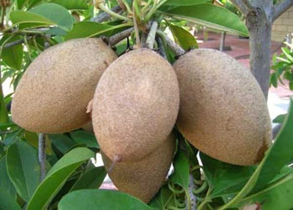 Hồng xiêm ruột đỏ có giá bán đắt gấp 30 lần các loại hồng xiêm bình thường trong nước. Ảnh hoadepviet.