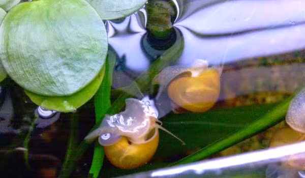 Không chỉ đẹp, loài ốc cảnh này còn có tác dụng dọn thức ăn thừa trong hồ thủy sinh. Chúng ăn các rêu hại như rêu xanh, rêu nâu, dọn sạch lá cây bị thối rữa trong bể. Ảnh blogspot.