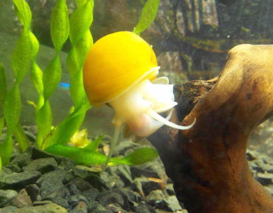 Ốc táo vàng thường đẻ trứng lên kính hoặc bề mặt lá cách mặt nước 10cm. Mỗi lần chúng đẻ từ 100 - 100 trứng. Trứng sẽ nở sau 10 ngày. Ảnh meethepet.