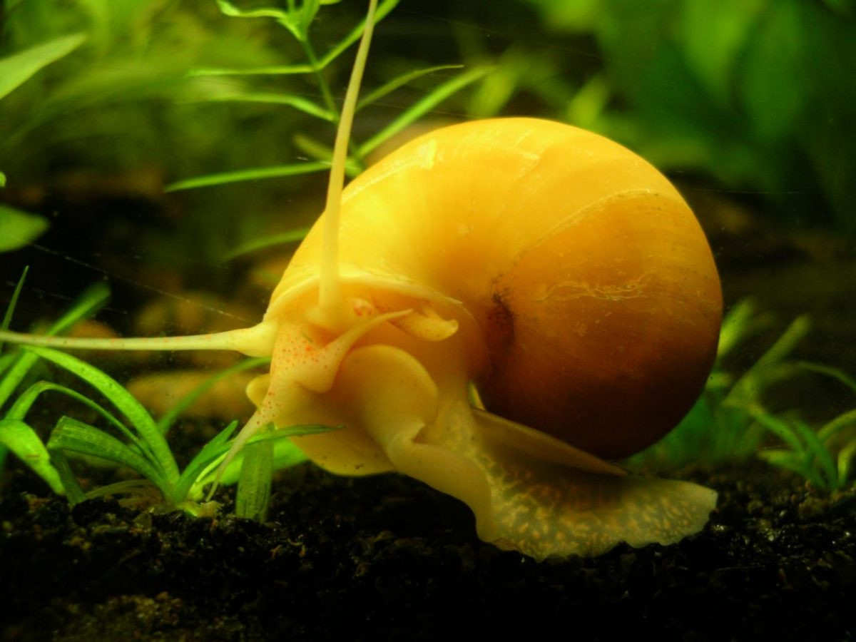 Chỉ khi thiếu thức ăn, ốc táo vàng mới ăn những cây lá khỏe mạnh xanh tươi. Ảnh caracolesybabosas.