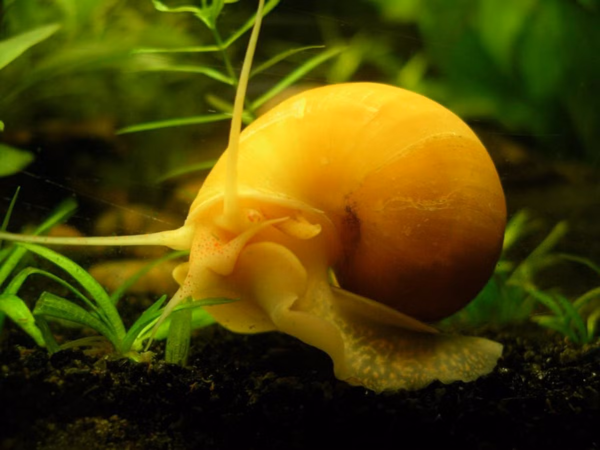 Chỉ khi thiếu thức ăn, ốc táo vàng mới ăn những cây lá khỏe mạnh xanh tươi. Ảnh caracolesybabosas.