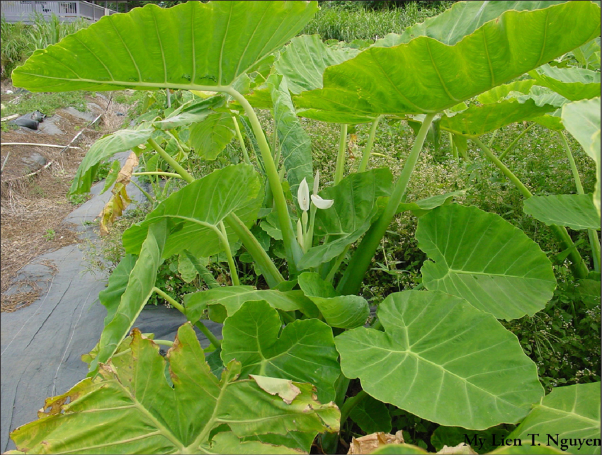 Hiện nay, dọc mùng phân bố ở nhiều nơi như Ấn Độ, Trung Quốc, Nhật Bản, Thái Lan, Indonesia, Philippines… Ảnh researchgate.