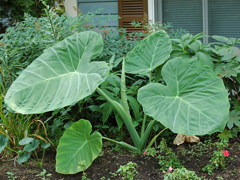 Cuống lá cây dọc mùng thường dùng như một loại rau gia vị trong các món canh chua, sườn nấu bung, bún bung, canh cá, bún cá, dưa chua... Ảnh smugmug.