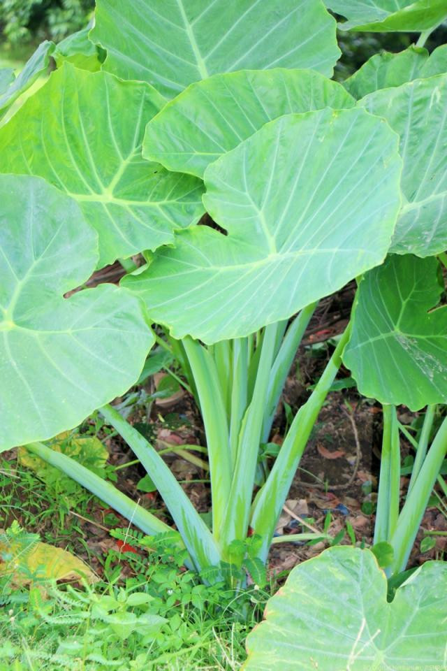 Dọc mùng còn có tên gọi khác là môn bạc hà. Đây là loài cây bản địa vùng nhiệt đới châu Á. Ảnh wp.