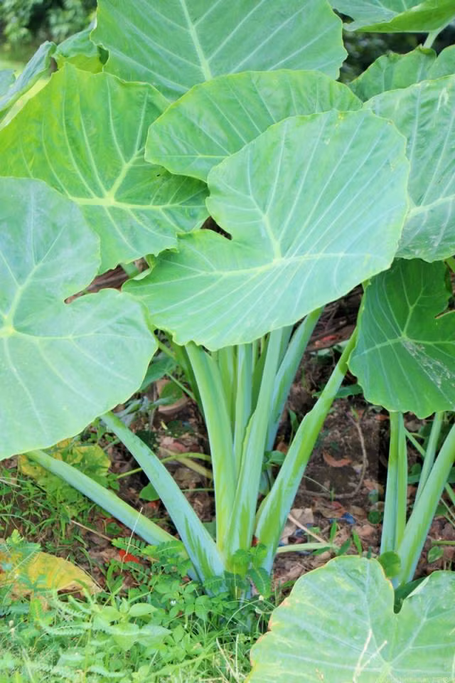 Dọc mùng còn có tên gọi khác là môn bạc hà. Đây là loài cây bản địa vùng nhiệt đới châu Á. Ảnh wp.