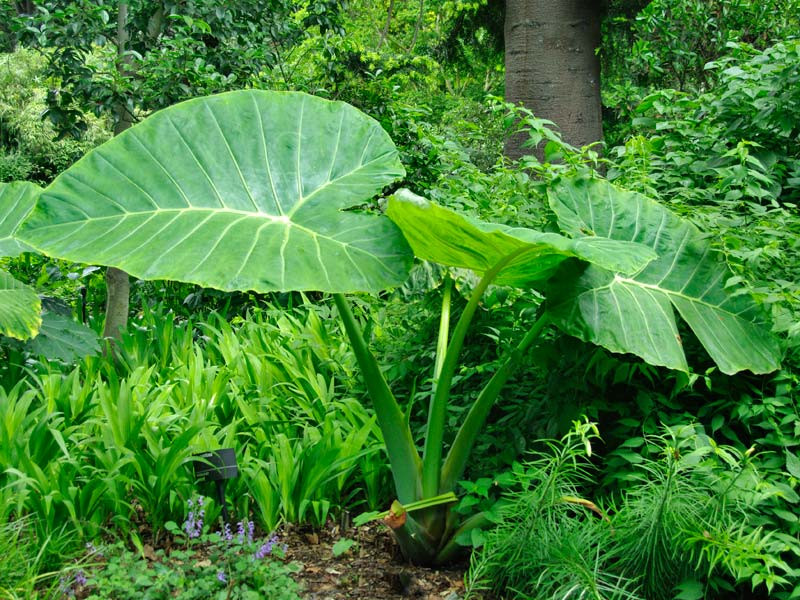 Do có lá đẹp nên ngoài được làm rau ăn, dọc mùng còn được trồng làm cây cảnh với tên gọi phổ biến là cây “tai voi lớn”. Ảnh gardensonline.