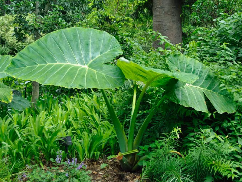 Do có lá đẹp nên ngoài được làm rau ăn, dọc mùng còn được trồng làm cây cảnh với tên gọi phổ biến là cây “tai voi lớn”. Ảnh gardensonline.