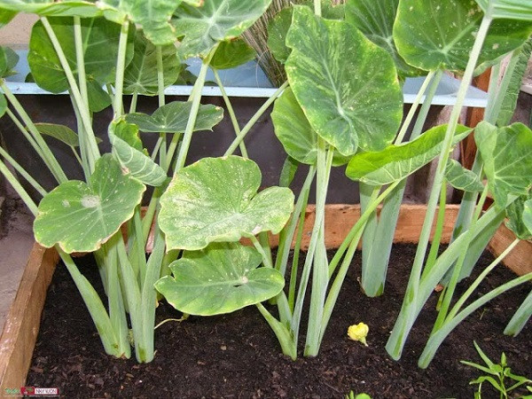  Cây dọc mùng là cây nhiều năm, lá to bản hình trái tim và vươn cao, thân xốp và mọng nước, phần gốc rễ phình ra như dạng "củ". Ảnh pgrvietnam.