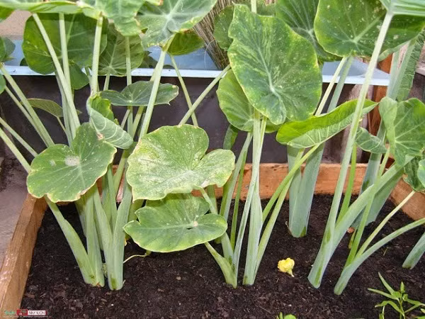  Cây dọc mùng là cây nhiều năm, lá to bản hình trái tim và vươn cao, thân xốp và mọng nước, phần gốc rễ phình ra như dạng "củ". Ảnh pgrvietnam.