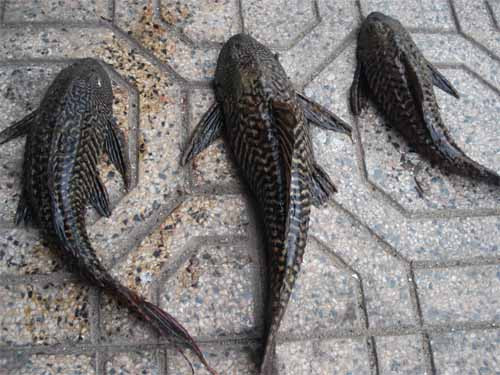  Cá lau kính rất “mắn đẻ”, có khả năng sinh sản quanh năm và phát triển rất nhanh, chính vì thế mà ở nhiều nơi loài cá này được xem là một loài gây hại vì chúng cạnh tranh thức ăn với các loài cá khác. Ảnh congthuong.