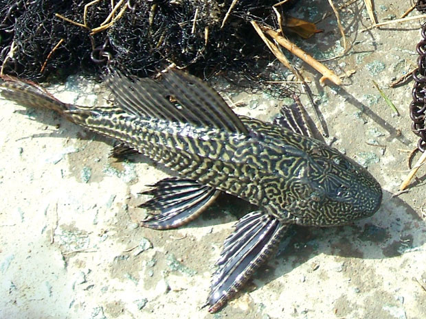 Cá lau kính là động vật ăn tạp và sống được khá lâu trên môi trường khô cạn. Đặc biệt, loài cá này còn có thể sống trong nhiều điều kiện môi trường sinh thái khác nhau. Ảnh pocaco.