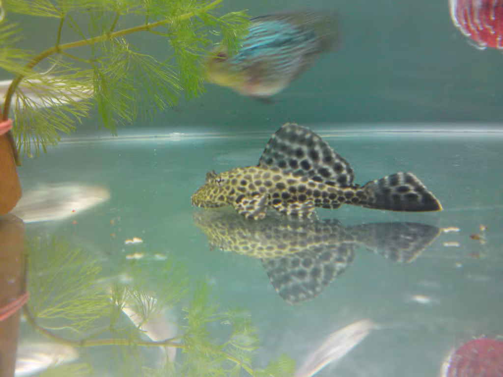 Cá lau kính có tên khoa học là Hypostomus punctatus. Ở Việt Nam, chúng còn được biết đến với tên gọi cá tỳ bà, cá cọ bể. Ảnh becamini. 