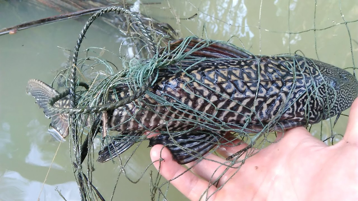 Cá lau kính ăn các rong rêu trong bể, chính vì vậy mà dù không có ngoại hình bắt mắt bằng các loài cá cảnh khác những cá lau kính vẫn được ưa chuộng nuôi trong các bể cá cảnh. Ảnh ytimg.