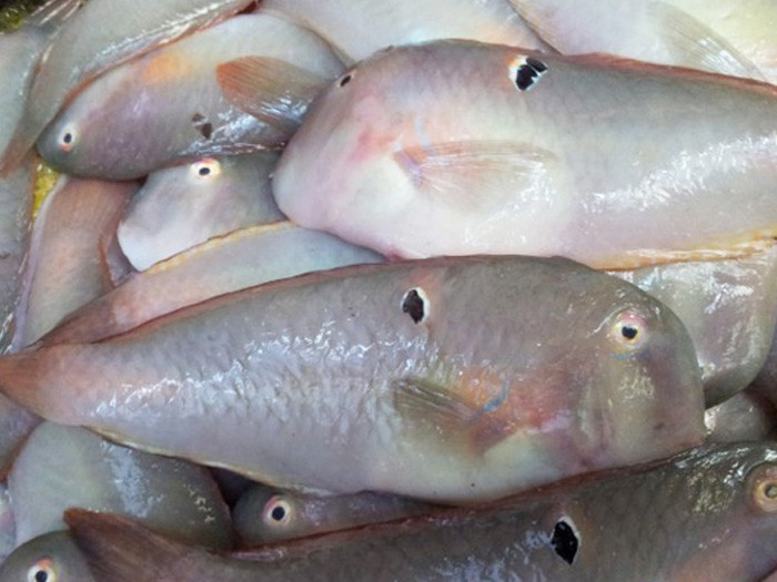  Cá mó sống ở vùng nước mặn. Loài cá này có nhiều ở các vùng biển miền Tây như Cà Mau, Sóc Trăng, Kiên Giang. 0975710348Tên gọi của các loài cá này trong tiếng Anh là parrotfish (= cá vẹt) là do miệng giống chim vẹt chứa đá vôi của chúng. Ảnh rausachgiasi.