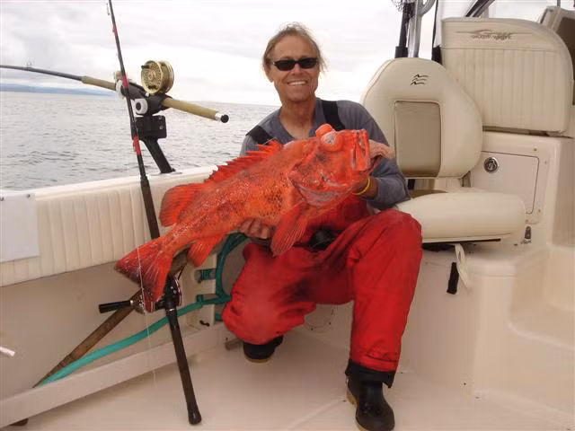 Mặc dù trông khá xấu xí và thô kệch nhưng cá Rougheye lại sở hữu màu vàng cam rực rỡ đẹp mắt. Ảnh fishbase