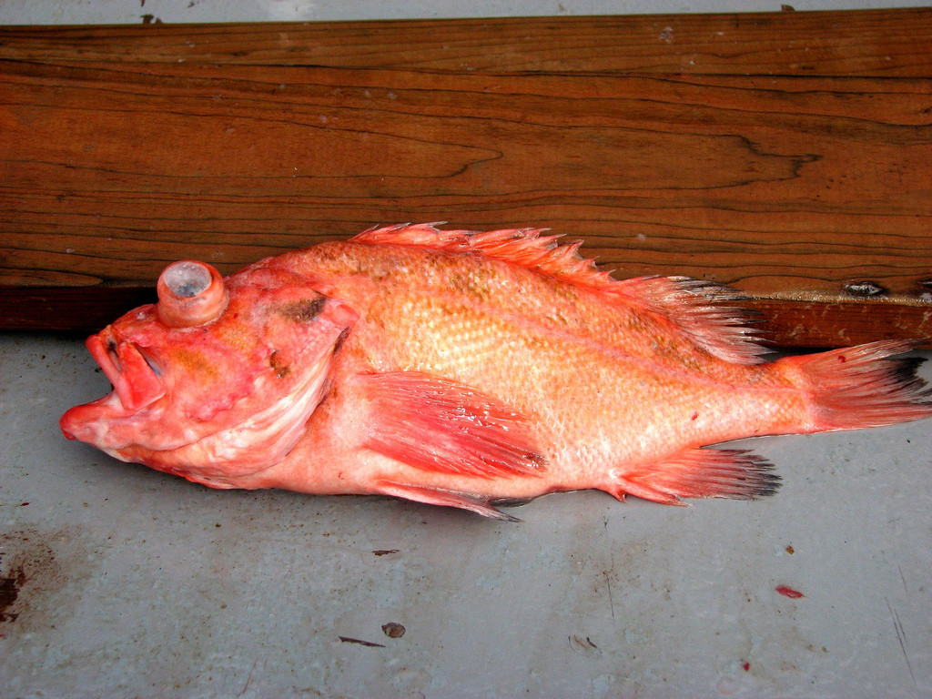 Tên gọi của cá Rougheye xuất phát từ việc chúng có 10 chiếc gai dọc theo viền mắt dưới. Ảnh staticflickr.