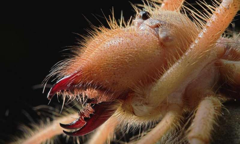 Nhện lạc đà sở hữu hàm răng rất lớn giúp chúng có thể xé xác con mồi có kích thước lớn hơn chúng một cách dễ dàng. Ảnh phys.