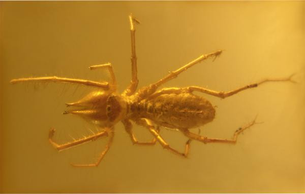 Nhện lạc đà còn có tên gọi khác là bọ cạp gió vì chúng có khả năng chạy nhanh như gió. Ảnh animalwised.