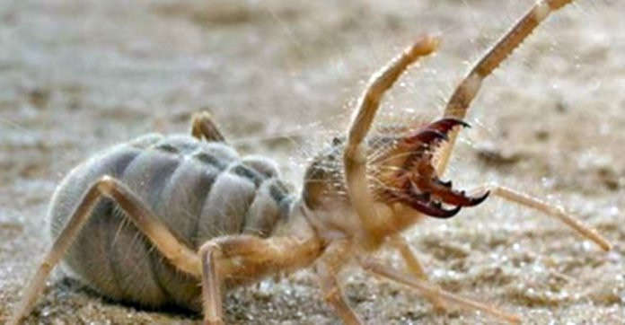 Ban ngày, nhện lạc đà đào hang để trú ẩn. Ban đêm chúng mời bò ra kiếm ăn. Ảnh relayhero.