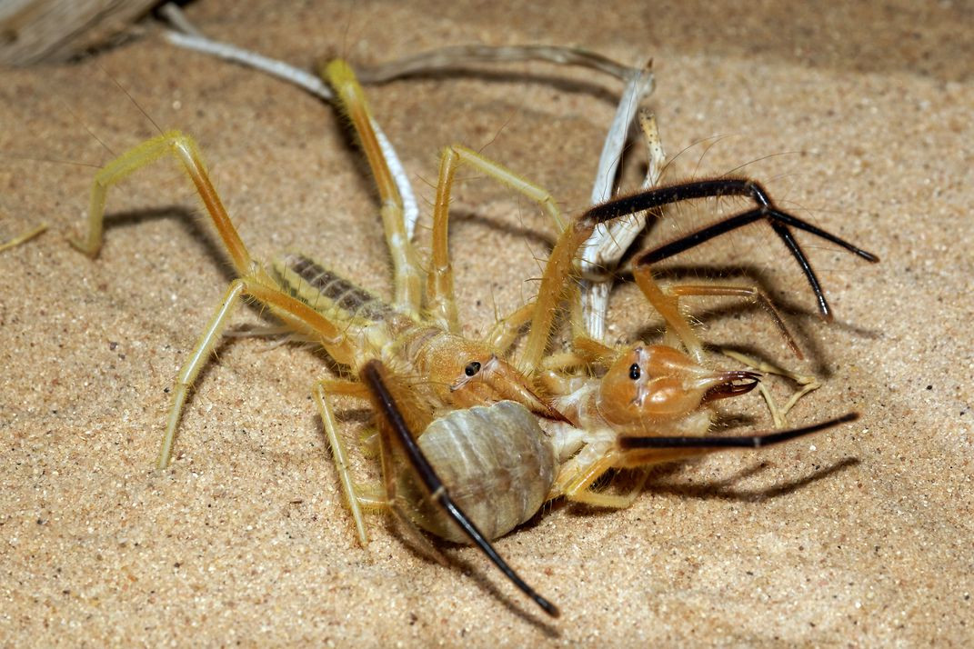 Gọi là nhện nhưng nhện lạc đà có hình dáng khá giống với bọ cạp với 8 chân và hai chân xúc giác. Ảnh smithsonianmag.