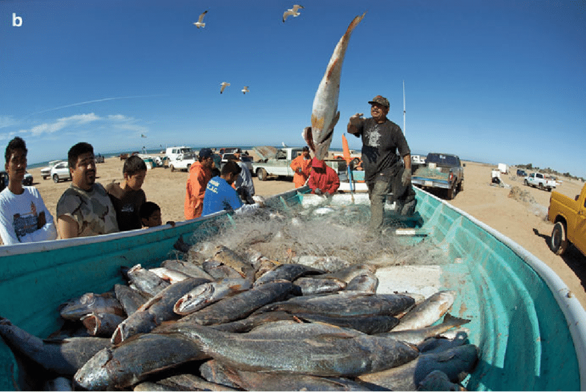 Cá đù vàng có thể dài tới 1m và nặng tới 12kg. Đây là loài cá có giá trị kinh tế, đồng thời cũng là nguyên liệu cho món Ceviche - một món gỏi hải sản đặc biệt của phương tây, phổ biến ở những vùng ven biển. Ảnh researchgate.