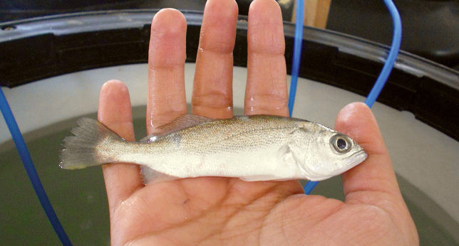 Cá đù vàng phân bố ở vùng biển nhiệt đới Thái Bình Dương từ vùng Trung Mỹ cho đến Nam Mỹ. Ảnh aquaculturealliance.