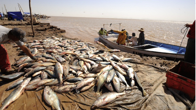 Mỗi mùa xuân tới, những con cá đù vàng trưởng thành lại bơi về nơi chúng đã sinh ra để tiến hành giao phối. Ảnh genk.