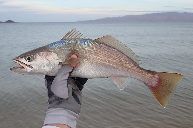 Cá đù vàng có thân màu vàng, hình thoi, thuộc loài ăn tạp ở tầng đáy. Thức ăn của nó gồm các loại cá nhỏ, tôm, giáp xác. Ảnh staticflickr.