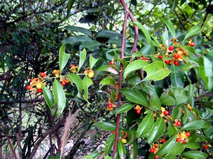 Xạ đen là loại cây dây leo thân gỗ, mọc thành búi. Cây ra hoa tháng 3 - 5 và ra quả tháng 8 - 12. Ảnh caothaoduoc.