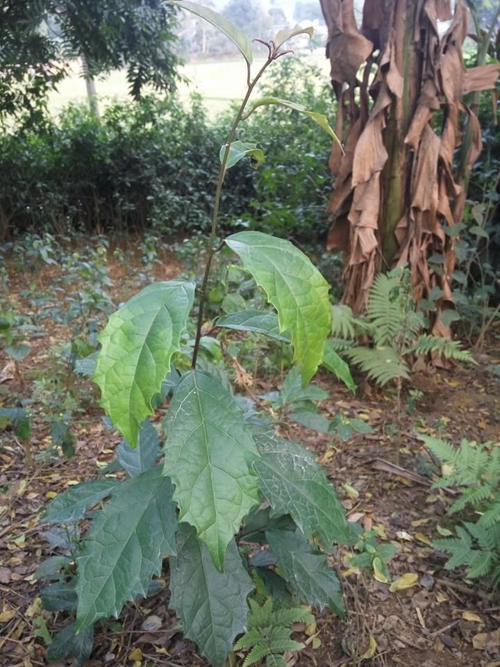 Cây xạ đen nổi tiếng là một cây thuốc quý với nhiều tác dụng như hỗ trợ điều trị u bướu, bình ổn huyết áp, hỗ trợ máu nhiễm mỡ, gan nhiễm mỡ... Ảnh pinimg.