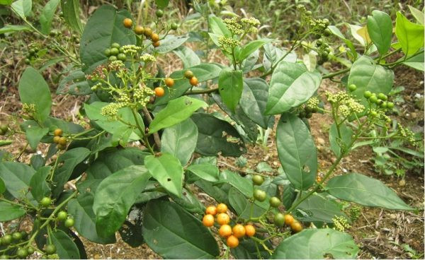 Ở Việt Nam, cây xạ đen phân bố chủ yếu tại các tỉnh Hòa Bình, Ninh Bình, Thừa Thiên Huế. Ảnh agiadinh.